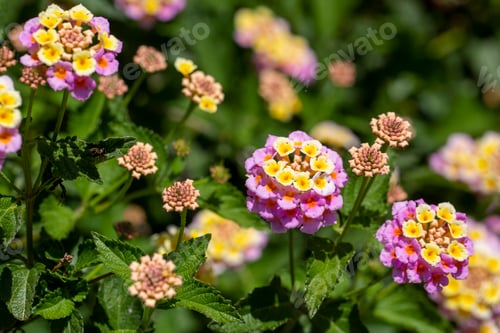 Preview: Lantana camara. Lantana or Wild sage or Cloth of gold or Lantana camara flower in the garden