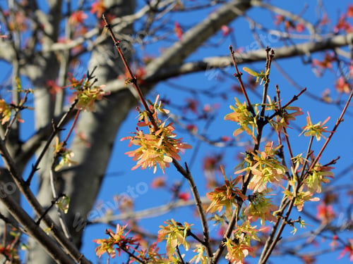 Preview: Springtime Growth On Tree - Photograph Of Springtime Growth On A Tree With A Bright Blue Sky As A