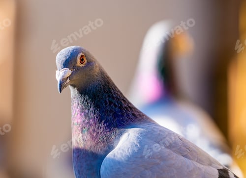 Preview: Close-up of a pigeon with iridescent feathers against a blurred background