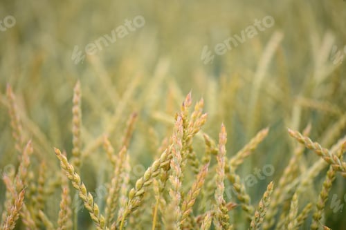 Preview: Close up view on Wheat field in countryside early in the morning