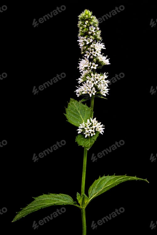 Preview: Flowering sprig of mint, isolated on black background