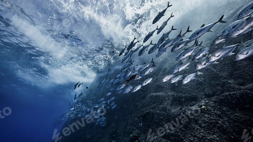 Preview: School of fish by underwater volcano