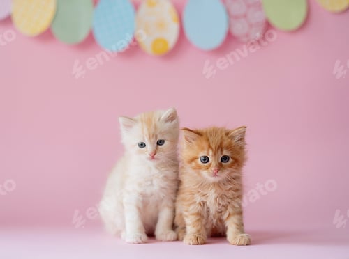 Preview: Beautiful ginger kittens with blue eyes. Easter greeting card background.