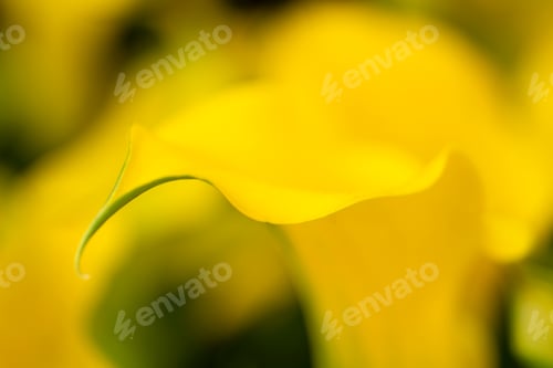 Preview: Yellow Lily