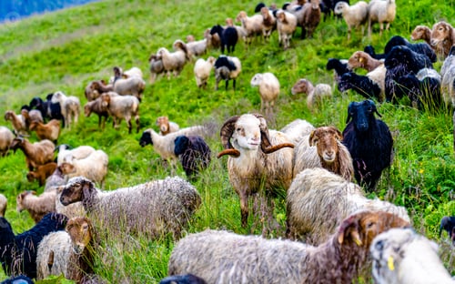 Preview: sheep grazing on greenery meadow