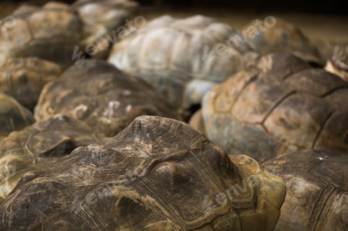 Preview: Many giant tortoises in the national Park La Vanille, Mauritius.