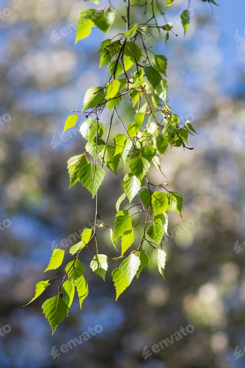 Preview: young green leaves of birch