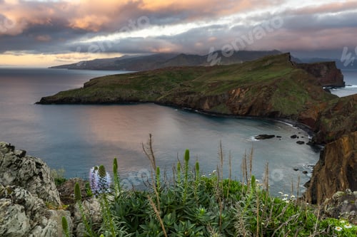 Preview: Ponta de Sao Lourenco, Madeira , Portugal. Spring flowers at cliffs in Atlantic Ocean.