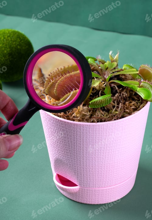 Preview: Magnifying glass and Venus flytrap, carnivorous plant, in pink pot