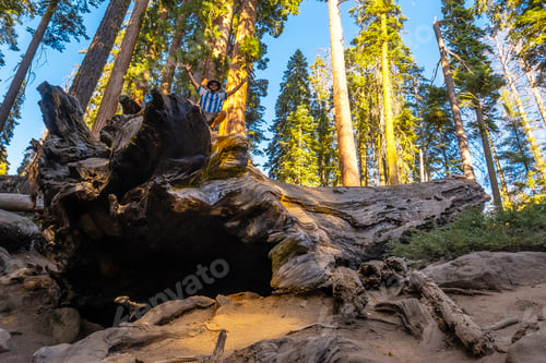 Preview: A young man walking on top of a dead tree in Sequoia National Park, California.