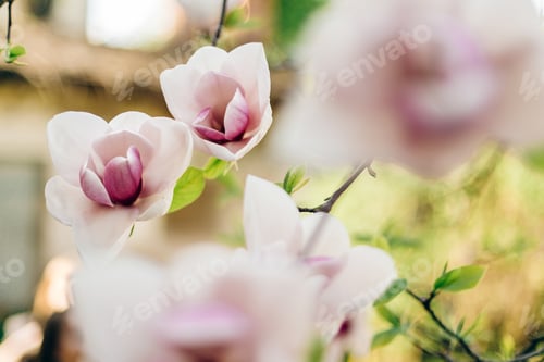 Preview: beautiful magnolia flowers at old building in sunlight in sunny park