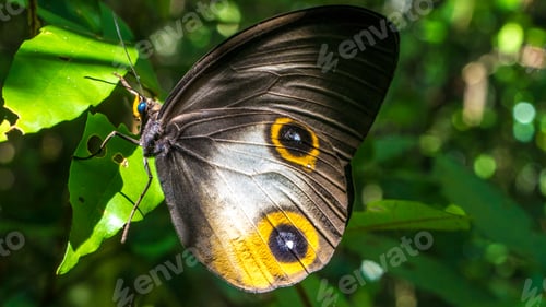 Preview: Close- up view of a beautiful Butterfly, Gam Island, Raja Ampat, Indonesia, West Papua
