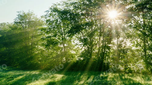 Preview: Amazing mystical summer forest lawn and sunbeams through trees.