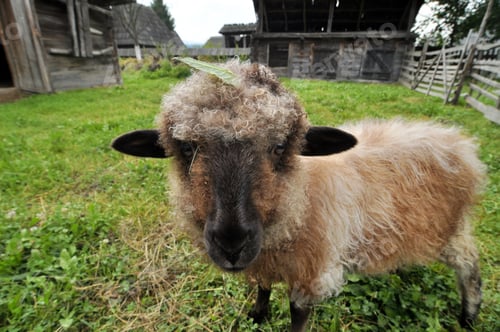 Preview: Portrait of a Sheep in a Countryside Yard
