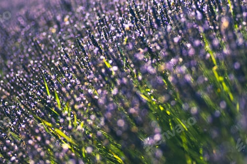 Preview: Selective focus shot of blooming lavender on a meadow