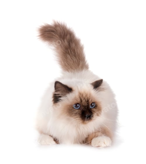Preview: birman cat in studio