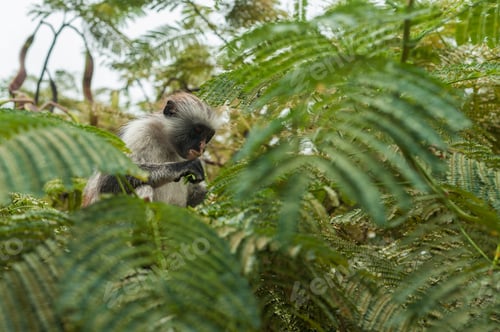 Preview: Red colobus at the time of the meal on the tree. The island of Zanzibar, Tanzania
