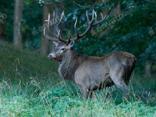 Preview: Red deer (Cervus elaphus)