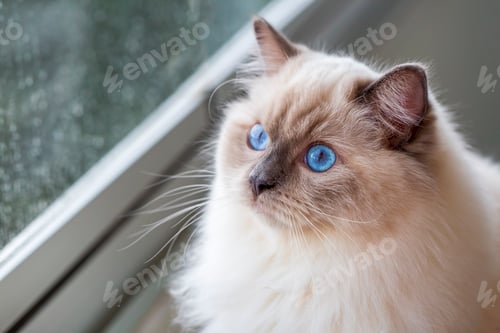 Preview: Cute pet ragdoll cat. Pet animal.