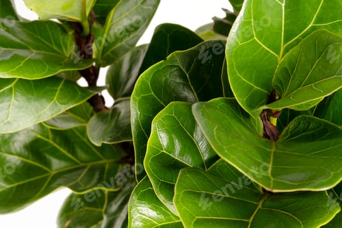 Preview: Close up of a Fiddle-leaf fig plant on white background