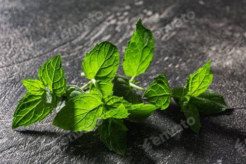 Preview: Spearmint atop dark texured background, top view, copy space. Mentha spicata herb