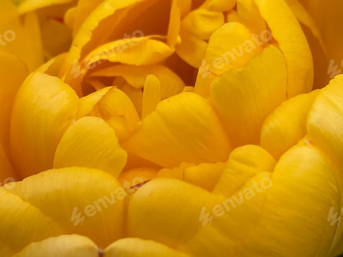 Preview: Yellow flower