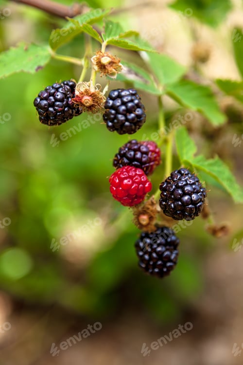 Preview: Blackberries branches