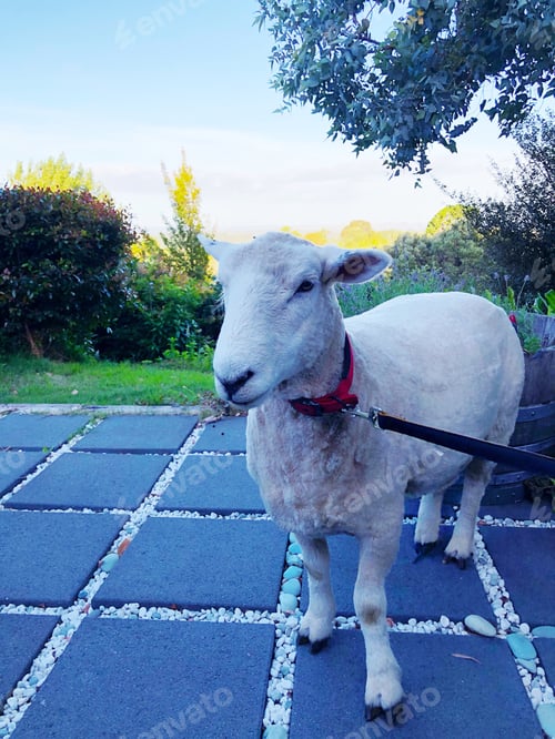 Preview: Cute pet sheep
