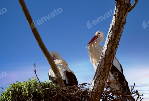 Preview: Couple of storks on the nest of branches at the top of a tree with a blue sky