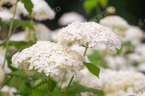 Preview: Bushes Of Hydrangea Arborescens Flower In The Garden, White Hortensia In Park Close Up