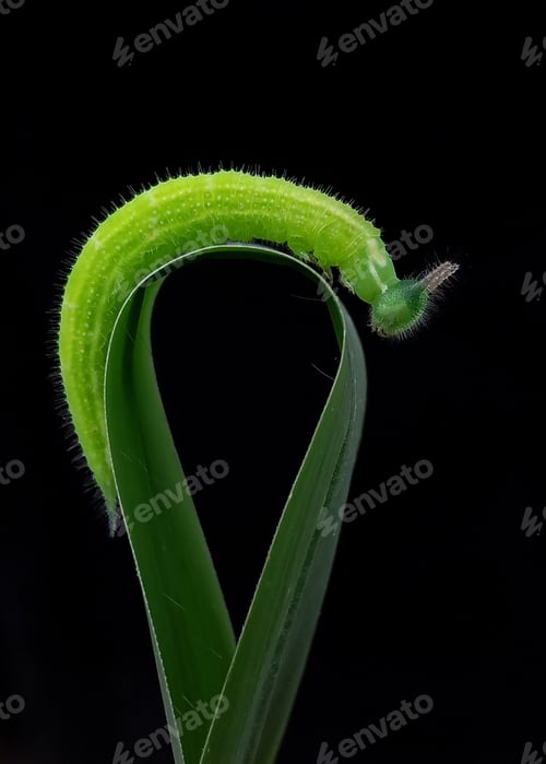Preview: Caterpillar