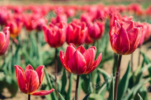 Preview: Pink Tulip flowers blooming in the garden field landscape. Beautiful spring garden with many red