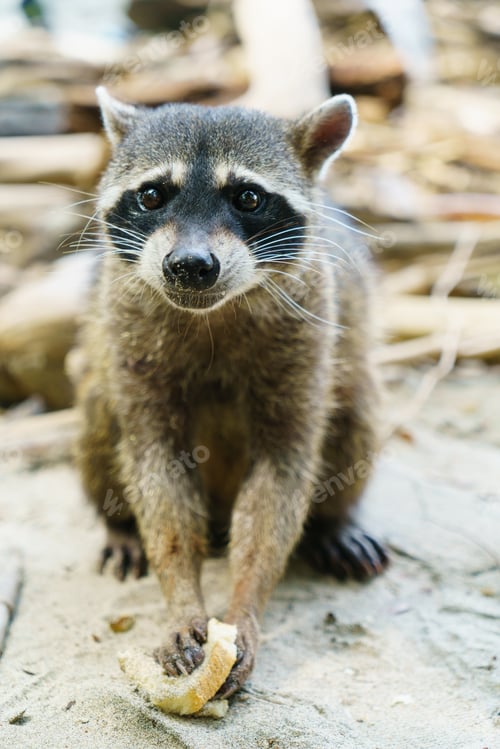 Preview: Wild Raccoon in a jungle