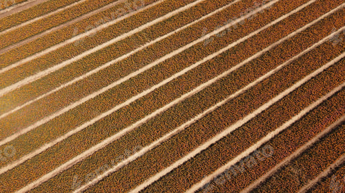 Preview: Aerial shot of field strewn with grain for agricultural background