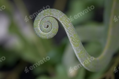 Preview: The tail of a flap-necked chameleon, Chamaeleo dilepis