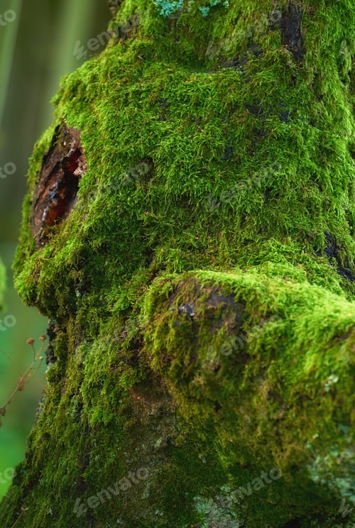 Hardwood forest tree