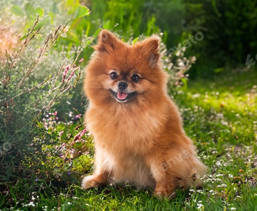 Preview: spitz in nature