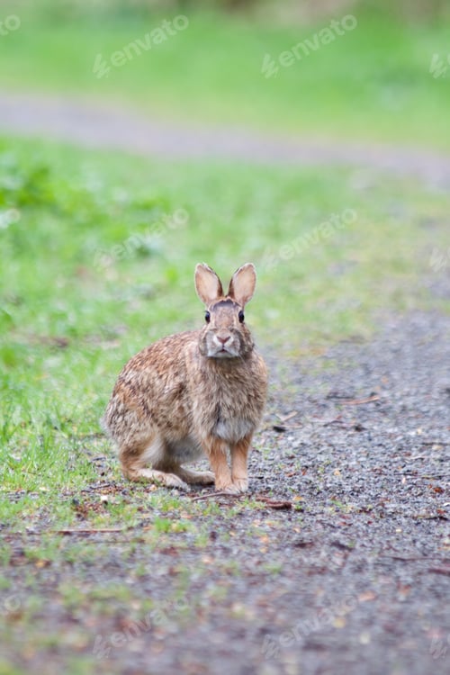 Preview: Rabbit in the Path