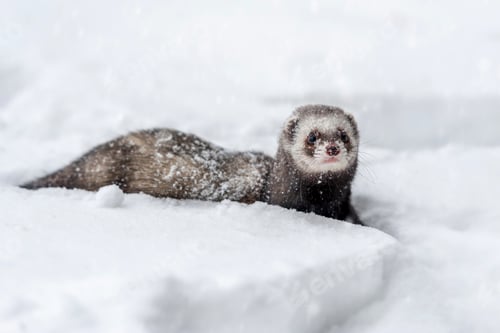 Preview: A curious ferret explores a snowy landscape during winter