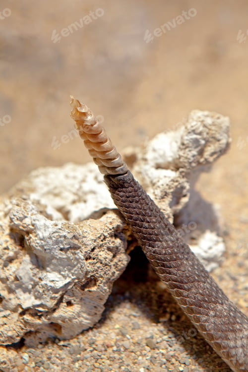 Preview: The tail of an Aruba rattlesnake