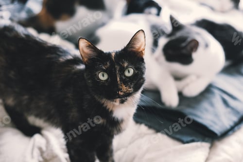 Preview: Beautiful cat looking at the camera in the bed in the foreground lies behind a pair of blurry