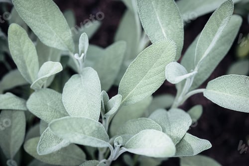 Preview: Spanish Sage growing in spring garden, Salvia lavandulifolia plants closeup