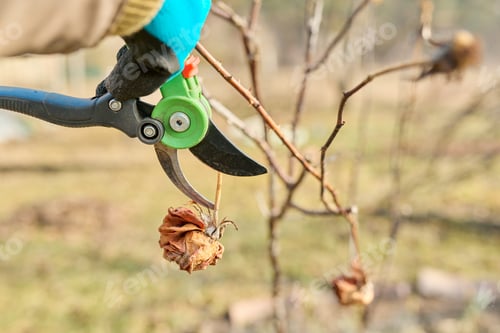 Preview: Seasonal spring work in the garden backyard, pruning a rose bush with pruning shears