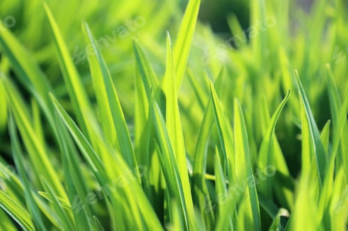 Preview: Fresh green plant
