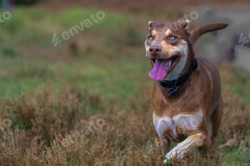 Preview: BROWN AND WHITE DOG WITH BEAUTIFUL EYES RUNNING THROUGH A OFF LEASH DOG PARK
