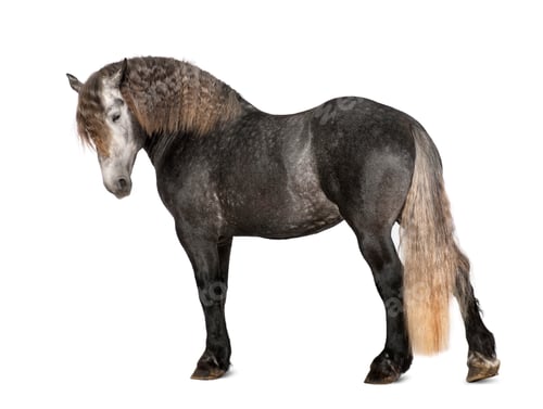 Preview: Percheron, 5 years old, a breed of draft horse, portrait standing against white background