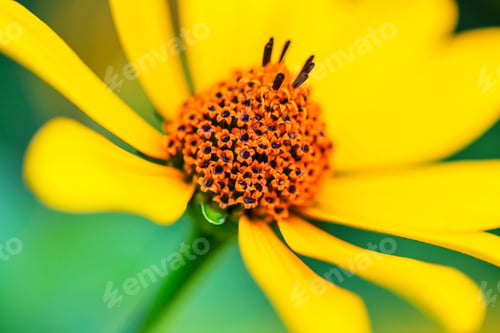 Preview: Flowers
