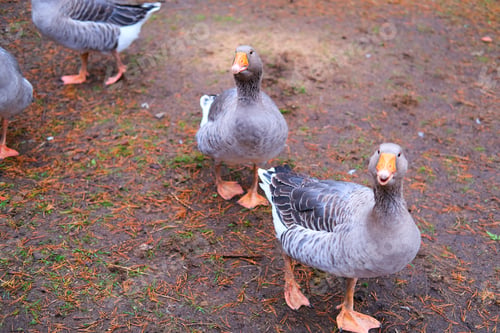 Preview: Domestic geese graze. Geese in a courtyard. Free range poultry farming