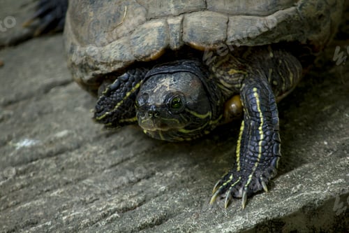 Preview: The turtle is on a cement floor.