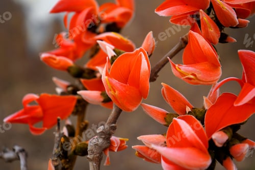Preview: Butea Monosperma Or Palash Flower